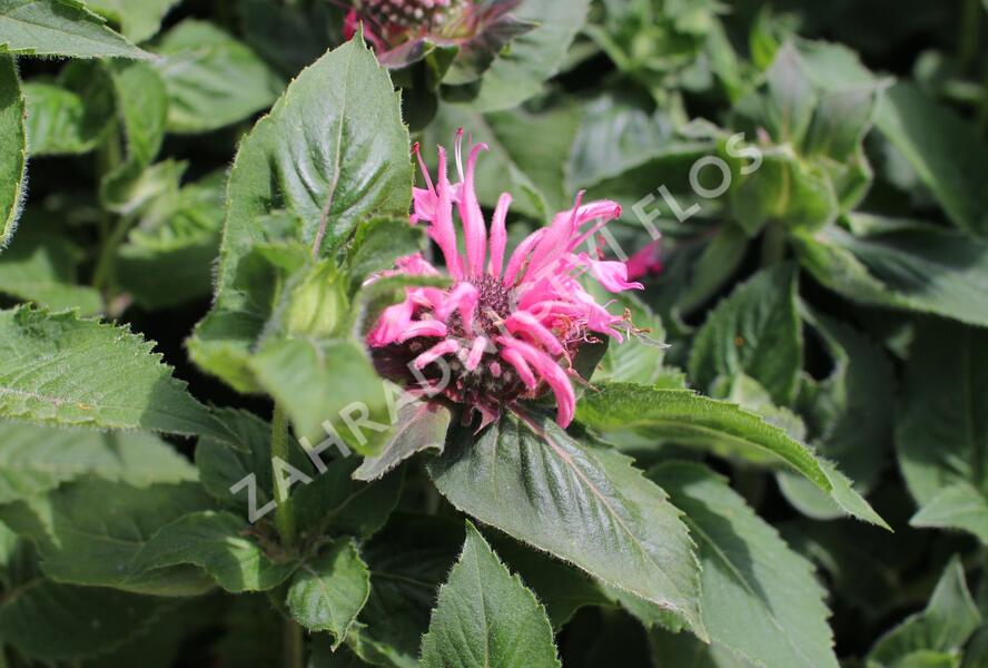 Zavinutka 'Bee-Lieve' - Monarda 'Bee-Lieve'