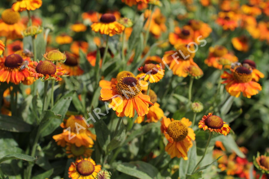 Záplevák podzimní 'Sahin's Early Flowerer' - Helenium autumnale 'Sahin's Early Flowerer'