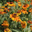 Záplevák podzimní 'Sahin's Early Flowerer' - Helenium autumnale 'Sahin's Early Flowerer'