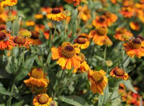 Záplevák podzimní 'Sahin's Early Flowerer' - Helenium autumnale 'Sahin's Early Flowerer'