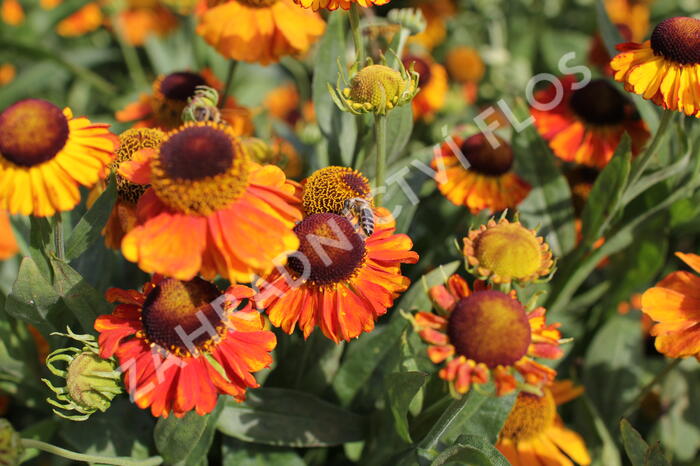 Záplevák podzimní 'Sahin's Early Flowerer' - Helenium autumnale 'Sahin's Early Flowerer'