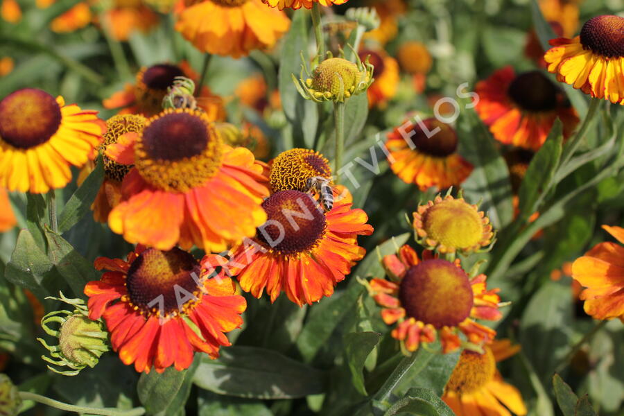 Záplevák podzimní 'Sahin's Early Flowerer' - Helenium autumnale 'Sahin's Early Flowerer'
