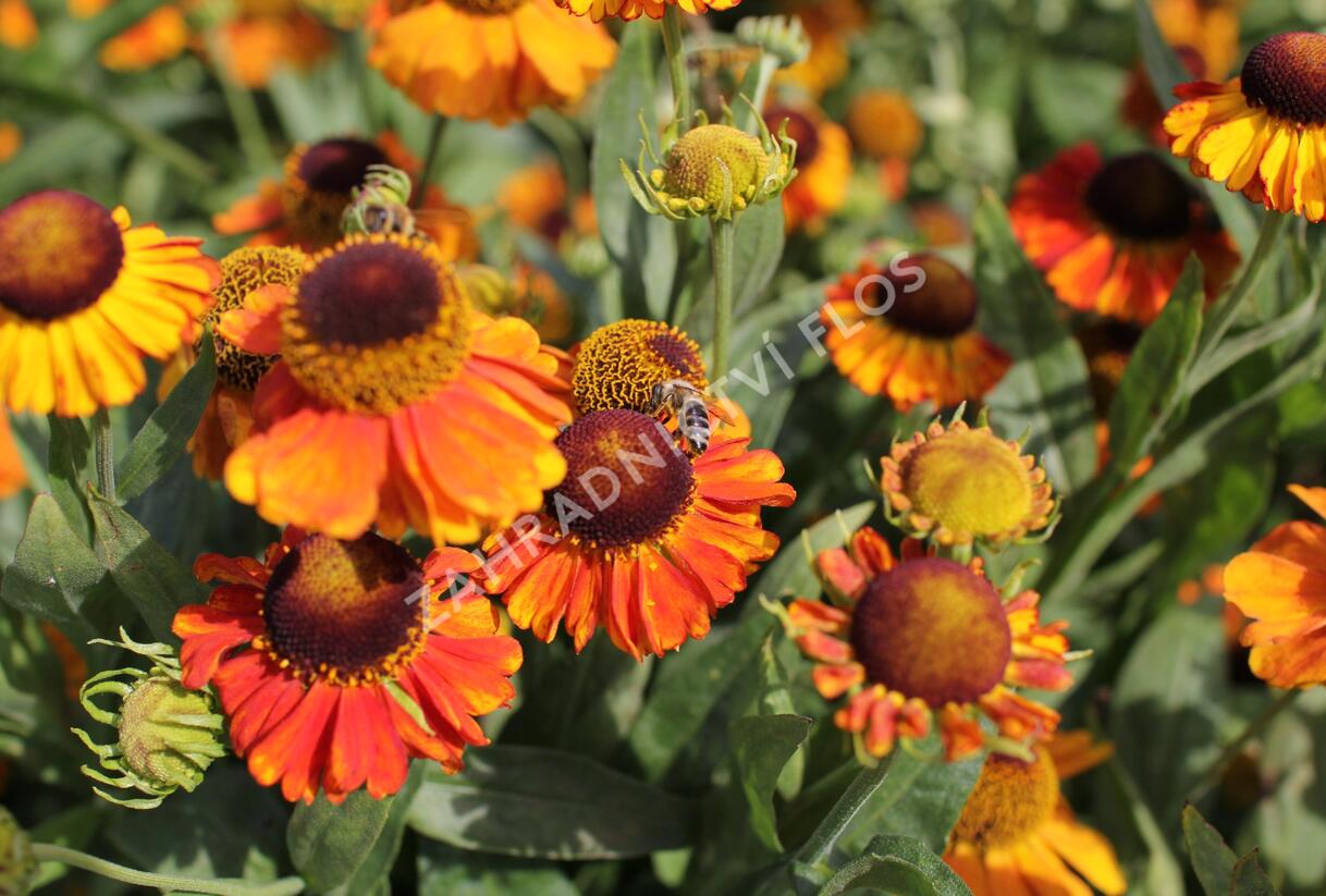 Záplevák podzimní 'Sahin's Early Flowerer' - Helenium autumnale 'Sahin's Early Flowerer'