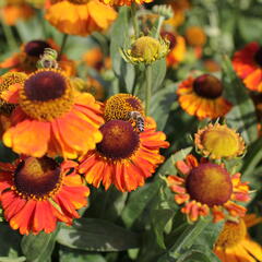 Záplevák podzimní 'Sahin's Early Flowerer' - Helenium autumnale 'Sahin's Early Flowerer'