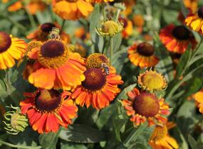 Záplevák podzimní 'Sahin's Early Flowerer' - Helenium autumnale 'Sahin's Early Flowerer'