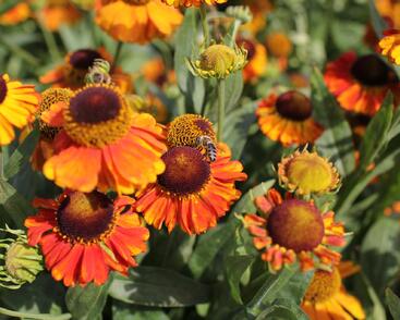 Záplevák podzimní 'Sahin's Early Flowerer'