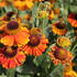 Helenium autumnale 'Sahin's Early Flowerer'_01.JPG