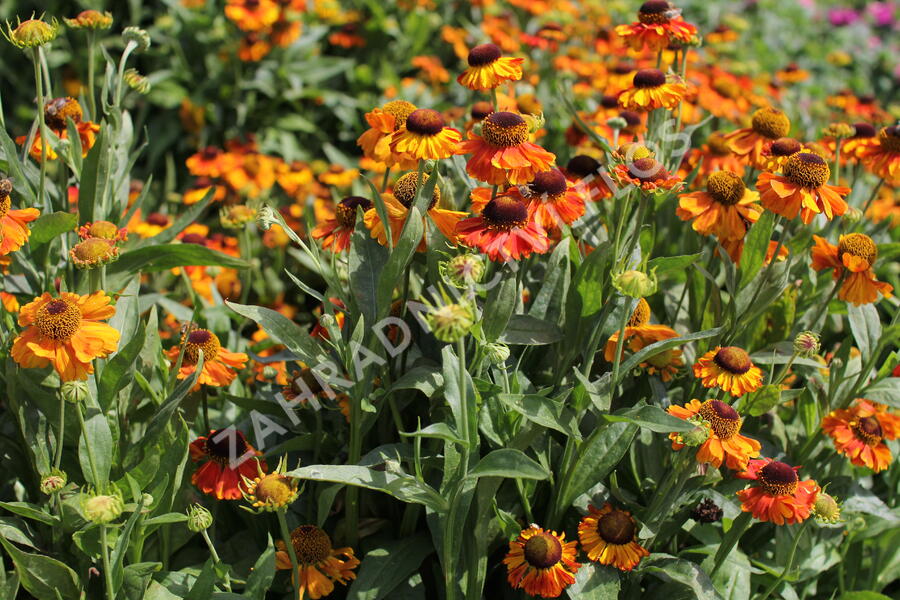 Záplevák podzimní 'Sahin's Early Flowerer' - Helenium autumnale 'Sahin's Early Flowerer'