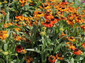 Záplevák podzimní 'Sahin's Early Flowerer' - Helenium autumnale 'Sahin's Early Flowerer'