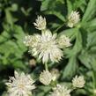 Jarmanka větší 'Sparkling Stars White' - Astrantia major 'Sparkling Stars White'