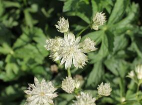 Jarmanka větší 'Sparkling Stars White' - Astrantia major 'Sparkling Stars White'