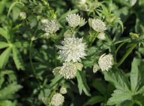 Jarmanka větší 'Sparkling Stars White' - Astrantia major 'Sparkling Stars White'