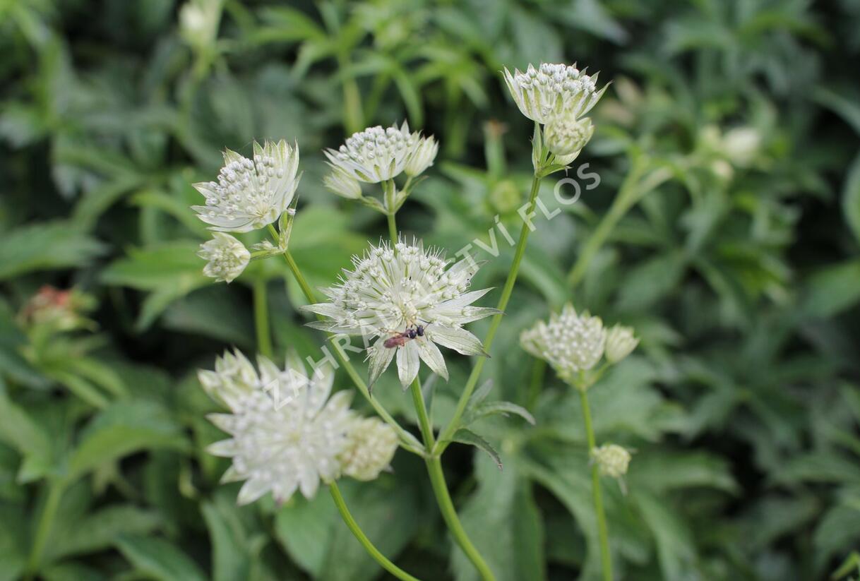 Jarmanka větší 'Sparkling Stars White' - Astrantia major 'Sparkling Stars White'