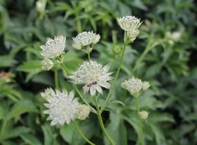 Jarmanka větší 'Sparkling Stars White' - Astrantia major 'Sparkling Stars White'