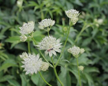 Jarmanka větší 'Sparkling Stars White'