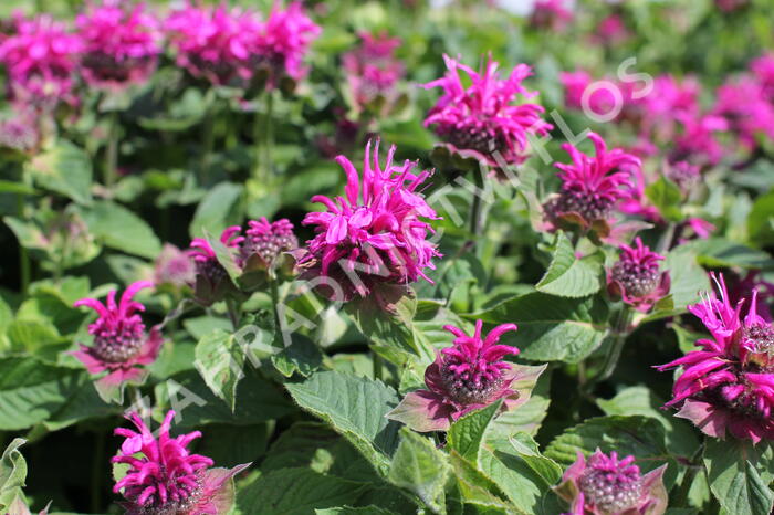 Zavinutka 'Bee-Fee' - Monarda 'Bee-Fee'