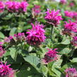 Zavinutka 'Bee-Fee' - Monarda 'Bee-Fee'