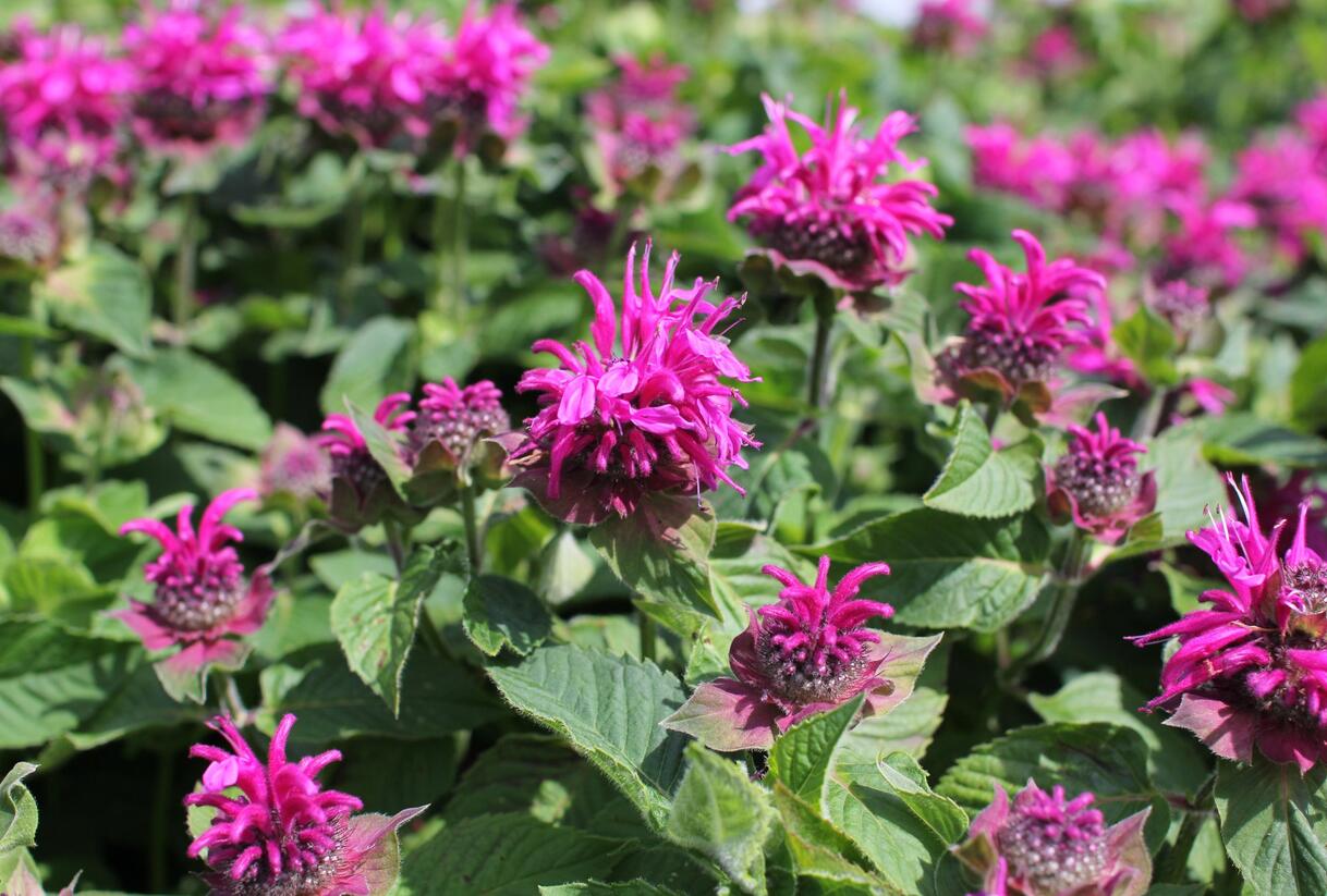 Zavinutka 'Bee-Fee' - Monarda 'Bee-Fee'
