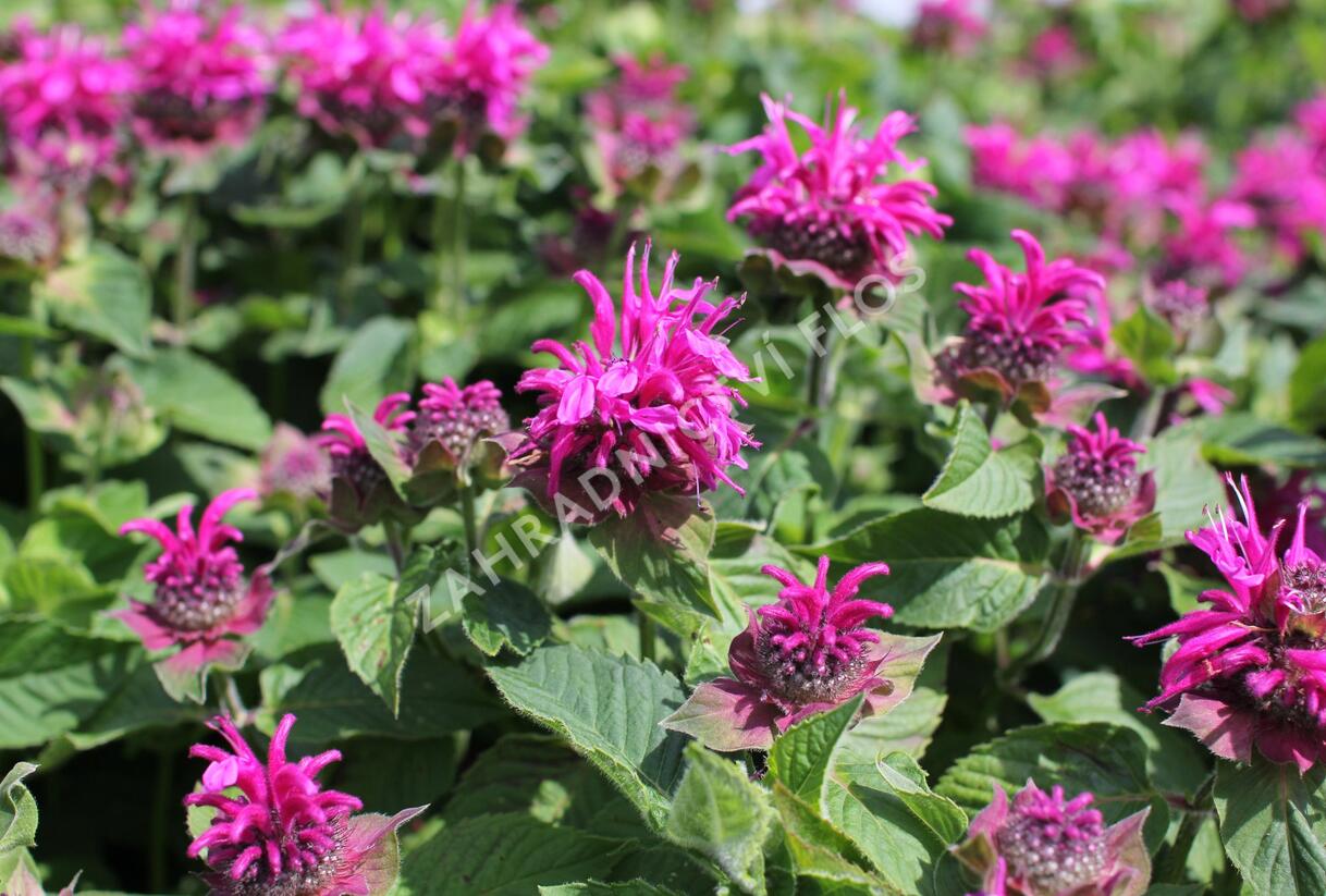 Zavinutka 'Bee-Fee' - Monarda 'Bee-Fee'
