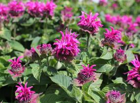 Zavinutka 'Bee-Fee' - Monarda 'Bee-Fee'