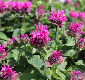 Zavinutka 'Bee-Fee' - Monarda 'Bee-Fee'
