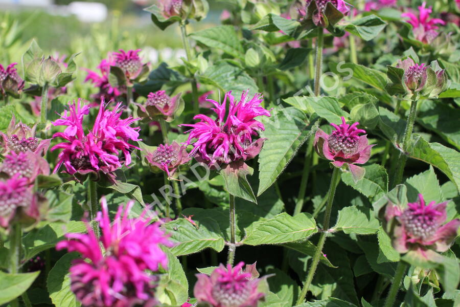 Zavinutka 'Bee-Fee' - Monarda 'Bee-Fee'