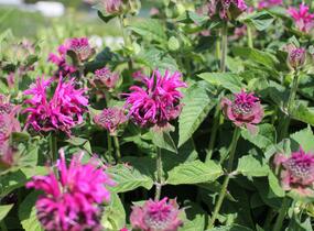 Zavinutka 'Bee-Fee' - Monarda 'Bee-Fee'