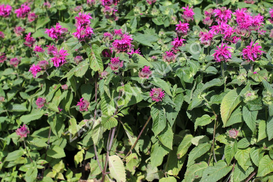 Zavinutka 'Bee-Fee' - Monarda 'Bee-Fee'
