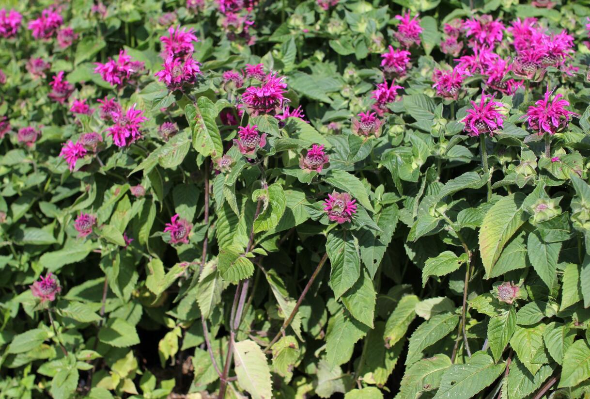 Zavinutka 'Bee-Fee' - Monarda 'Bee-Fee'