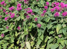 Zavinutka 'Bee-Fee' - Monarda 'Bee-Fee'