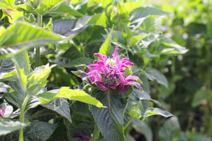 Zavinutka 'Bee-Pure' - Monarda 'Bee-Pure'