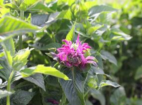 Zavinutka 'Bee-Pure' - Monarda 'Bee-Pure'