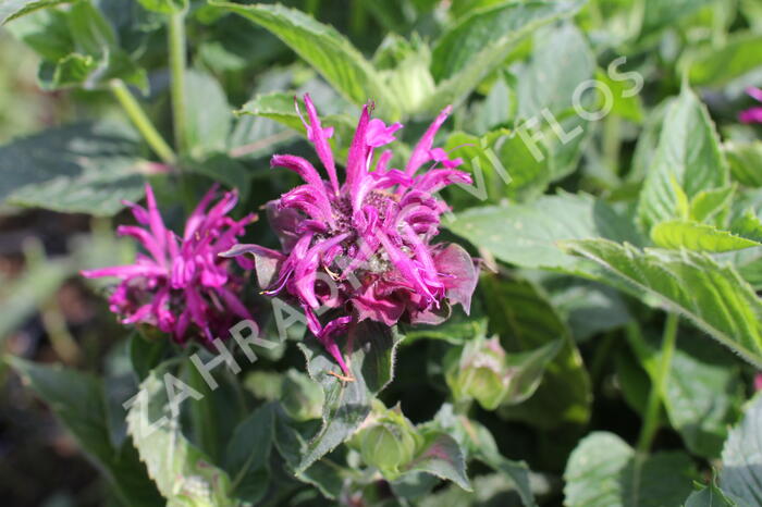 Zavinutka 'Bee-Pure' - Monarda 'Bee-Pure'