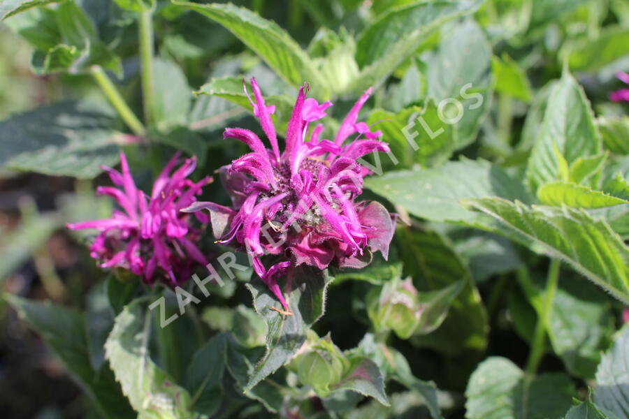 Zavinutka 'Bee-Pure' - Monarda 'Bee-Pure'