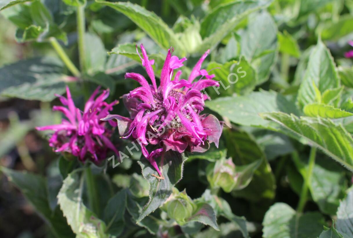 Zavinutka 'Bee-Pure' - Monarda 'Bee-Pure'