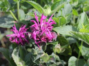 Zavinutka 'Bee-Pure' - Monarda 'Bee-Pure'