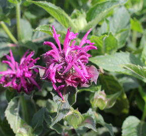 Zavinutka 'Bee-Pure' - Monarda 'Bee-Pure'