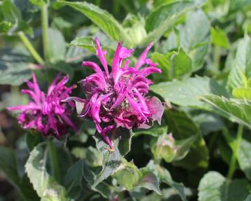 Zavinutka 'Bee-Pure'