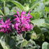 Monarda 'Bee-Pure'_01.JPG