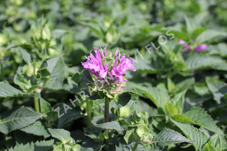 Zavinutka 'Bee-Pretty' - Monarda 'Bee-Pretty'