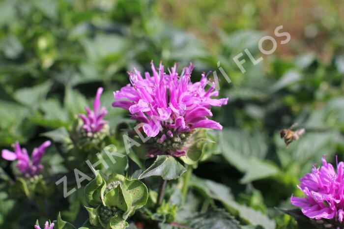 Zavinutka 'Bee-Pretty' - Monarda 'Bee-Pretty'