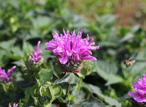Zavinutka 'Bee-Pretty' - Monarda 'Bee-Pretty'