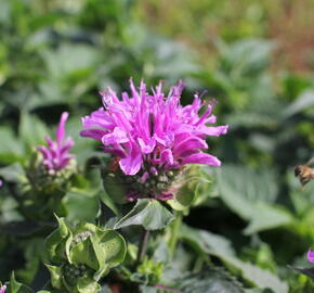 Zavinutka 'Bee-Pretty' - Monarda 'Bee-Pretty'