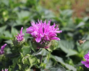 Zavinutka 'Bee-Pretty'