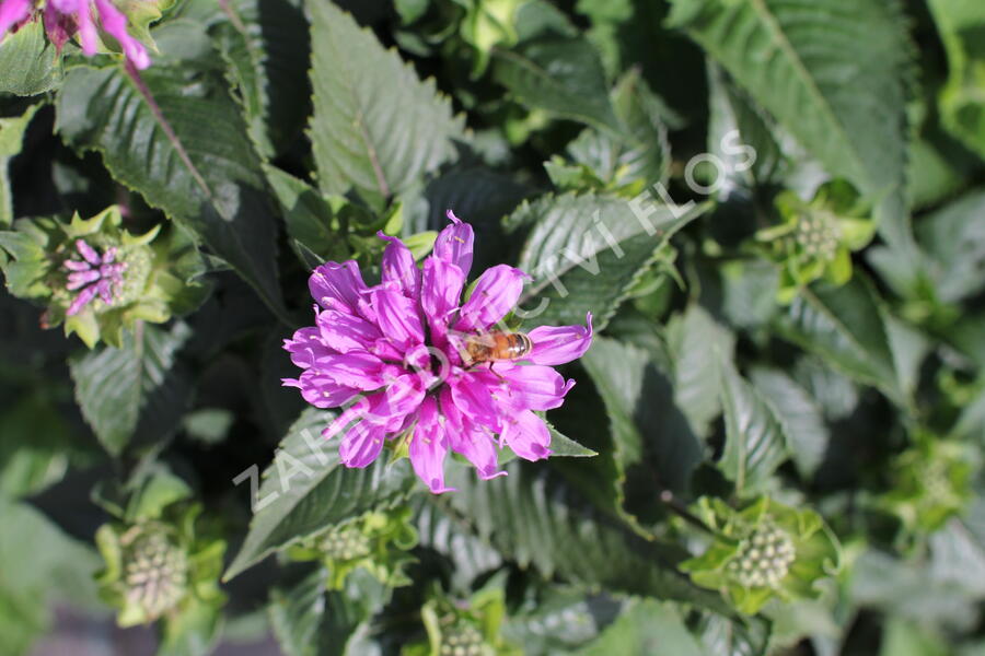 Zavinutka 'Bee-Pretty' - Monarda 'Bee-Pretty'