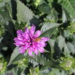 Zavinutka 'Bee-Pretty' - Monarda 'Bee-Pretty'
