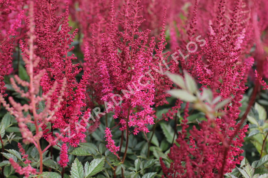 Čechrava Arendsova 'Paul Gaarder' - Astilbe arendsii 'Paul Gaarder'