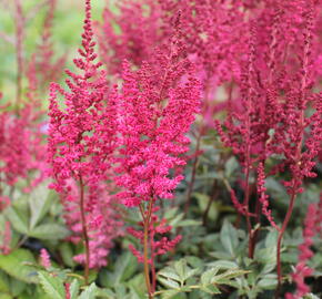 Čechrava Arendsova 'Paul Gaarder' - Astilbe arendsii 'Paul Gaarder'
