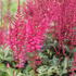 Astilbe arendsii 'Paul Gaarder'_01.JPG