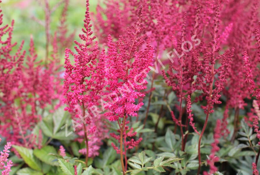 Čechrava Arendsova 'Paul Gaarder' - Astilbe arendsii 'Paul Gaarder'